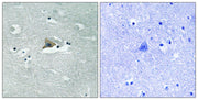 BT LAB manufacturer product image