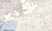 BT LAB manufacturer product image
