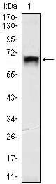 BT LAB manufacturer product image