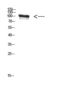 BT LAB manufacturer product image
