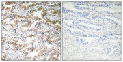 BT LAB manufacturer product image