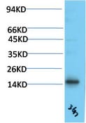 BT LAB manufacturer product image