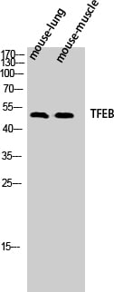 BT LAB manufacturer product image