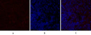 BT LAB manufacturer product image