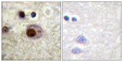 BT LAB manufacturer product image