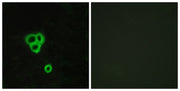 BT LAB manufacturer product image