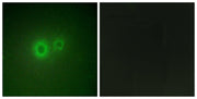 BT LAB manufacturer product image