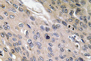 BT LAB manufacturer product image