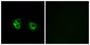 BT LAB manufacturer product image