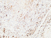 BT LAB manufacturer product image