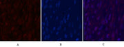 BT LAB manufacturer product image