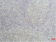 BT LAB manufacturer product image