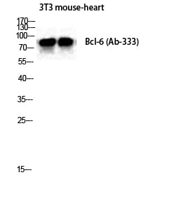 BT LAB manufacturer product image
