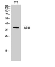 BT LAB manufacturer product image
