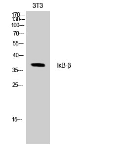 BT LAB manufacturer product image
