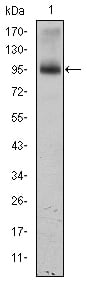 BT LAB manufacturer product image
