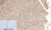 BT LAB manufacturer product image