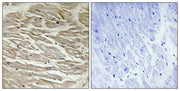 BT LAB manufacturer product image