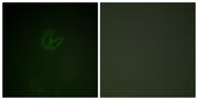 BT LAB manufacturer product image