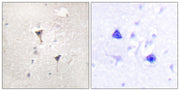 BT LAB manufacturer product image