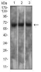 BT LAB manufacturer product image