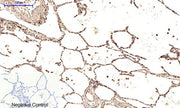 BT LAB manufacturer product image