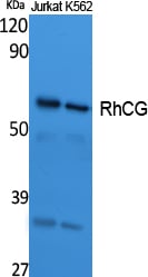 BT LAB manufacturer product image
