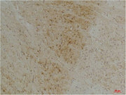 BT LAB manufacturer product image