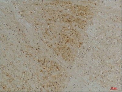BT LAB manufacturer product image