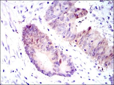 BT LAB manufacturer product image
