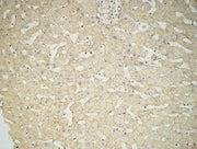 BT LAB manufacturer product image