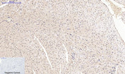 BT LAB manufacturer product image