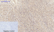 BT LAB manufacturer product image