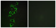 BT LAB manufacturer product image