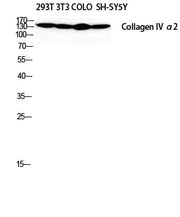 BT LAB manufacturer product image