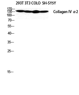 BT LAB manufacturer product image