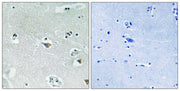 BT LAB manufacturer product image