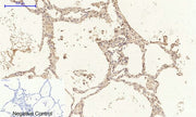 BT LAB manufacturer product image