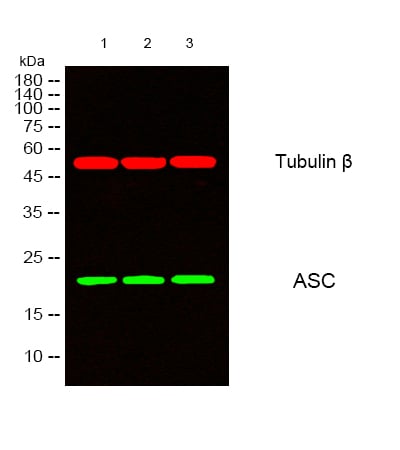 BT LAB manufacturer product image