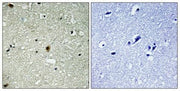 BT LAB manufacturer product image