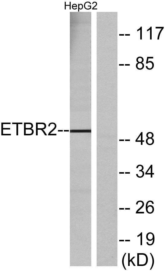 BT LAB manufacturer product image
