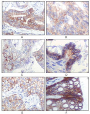 BT LAB manufacturer product image