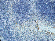 BT LAB manufacturer product image