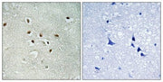 BT LAB manufacturer product image