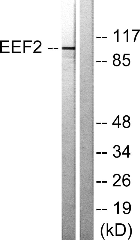 BT LAB manufacturer product image