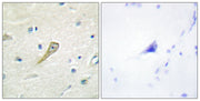 BT LAB manufacturer product image