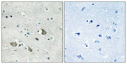 BT LAB manufacturer product image