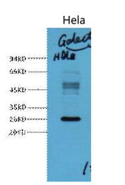 BT LAB manufacturer product image