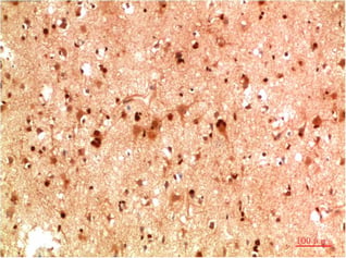 BT LAB manufacturer product image