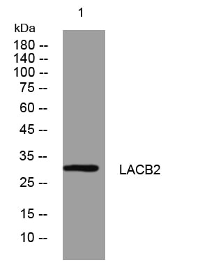 BT LAB manufacturer product image